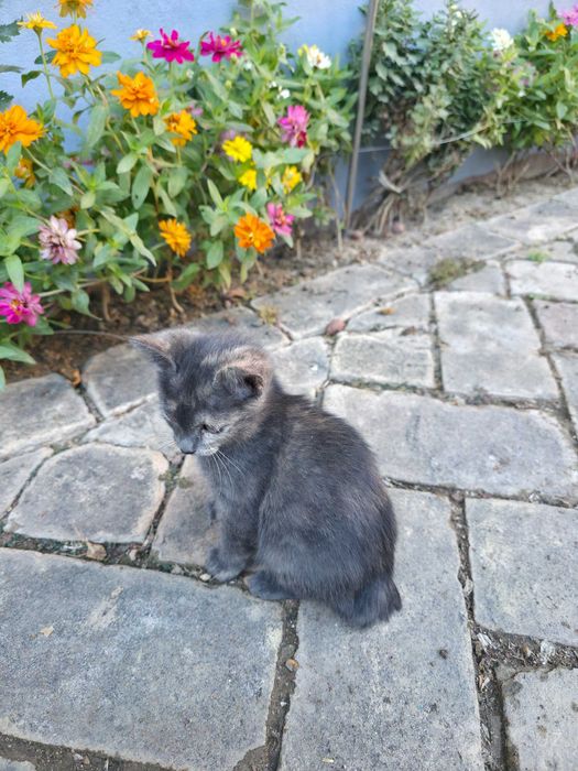 Уникальная девочка котёнок