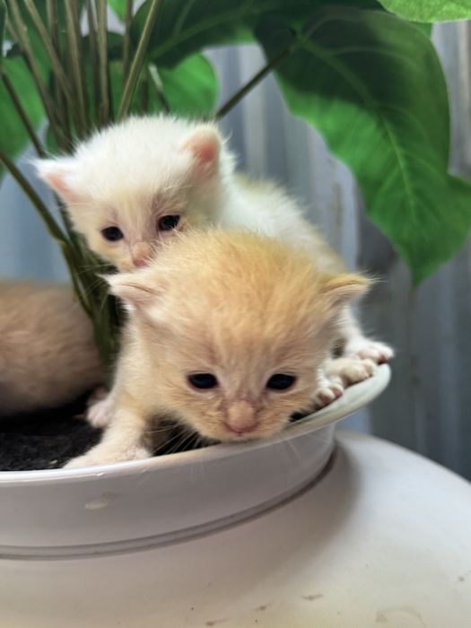 Котята ищут дом