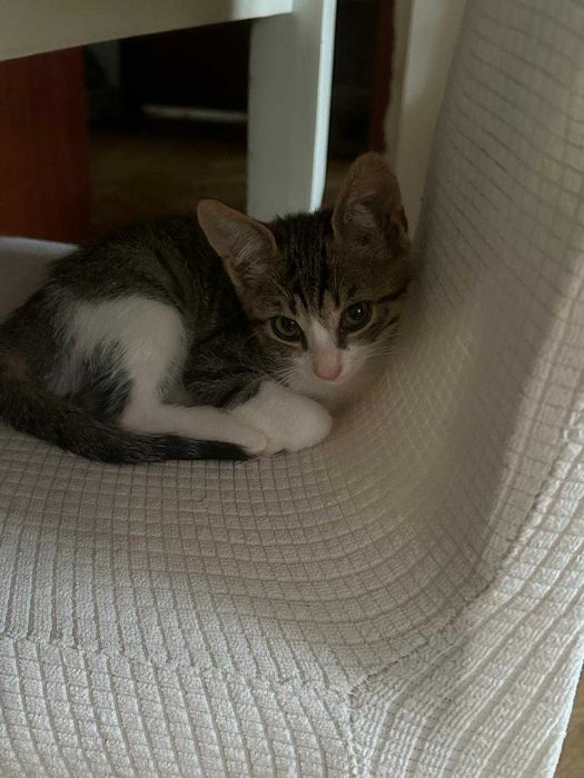 Pisoiaș dulce și jucăuș