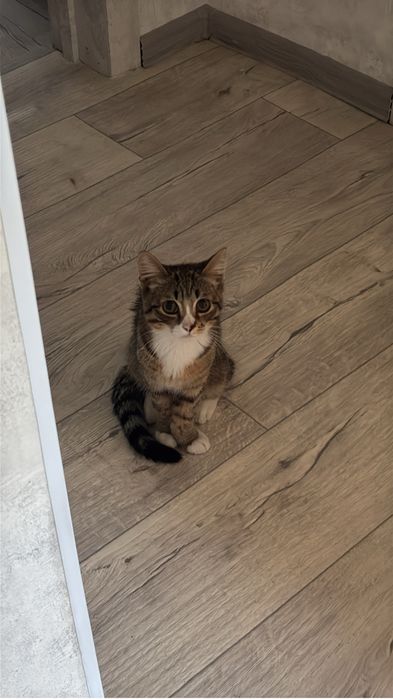Отдам Котенка мальчик
