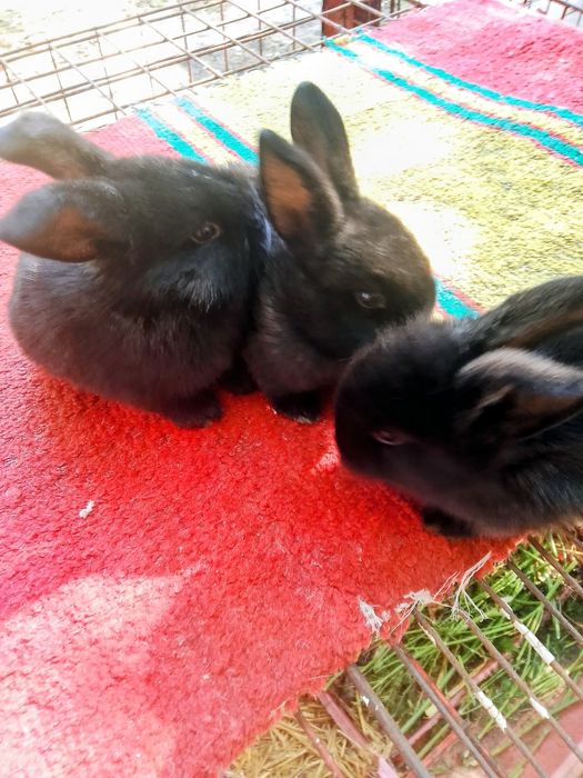 Карлик куён болалари сотилади