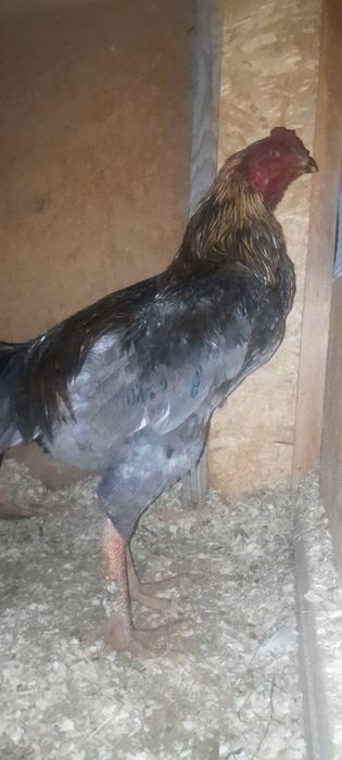 Дакан мошный зат шөже қораз