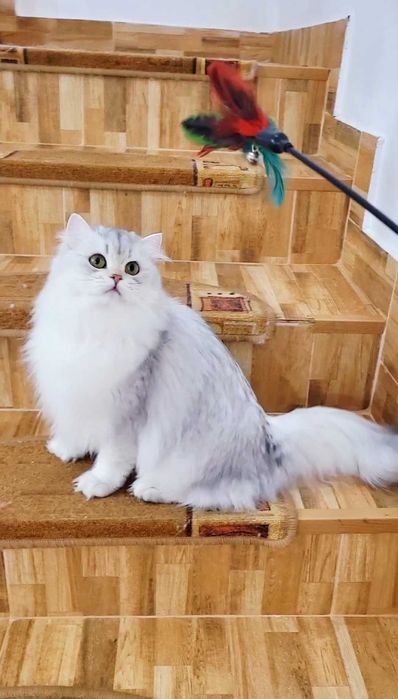 British longhair fetita pedigree din ambii parinti Campioni Mondiali