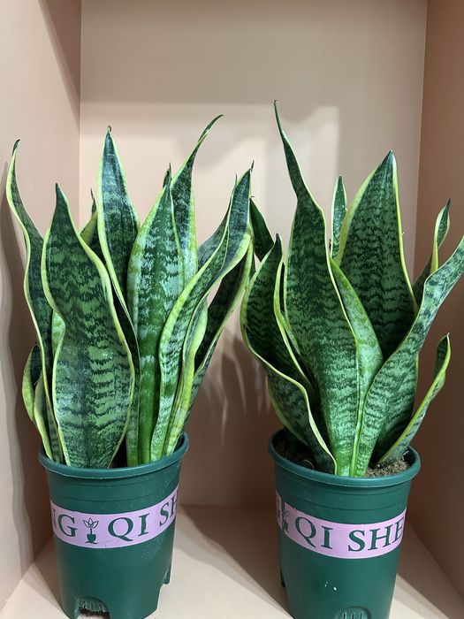 Комнатные цветы.