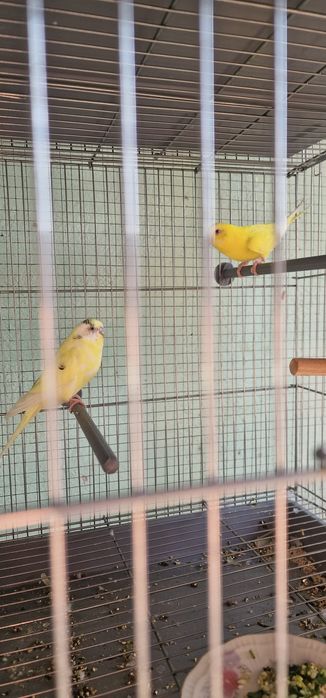 Волнистый попугай активные