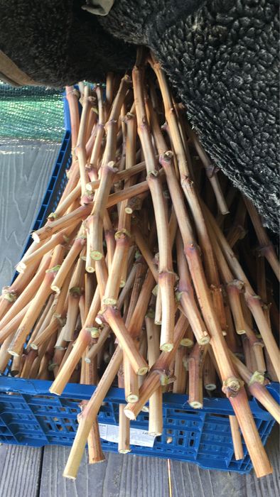 Черенки (чубук) столовых сортов Винограда.