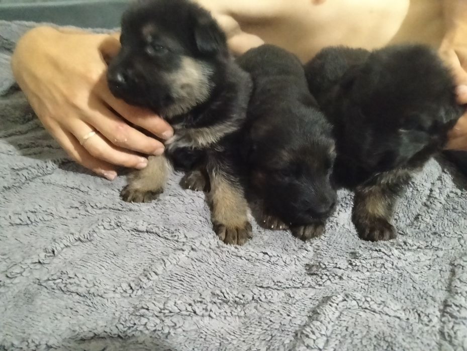 Щенки немецкой овчарки