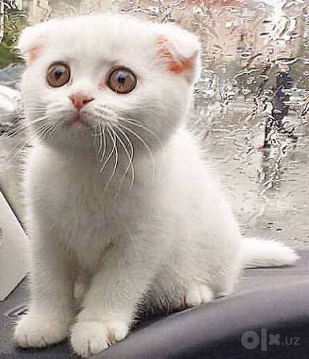 Кошки скотш фолд
