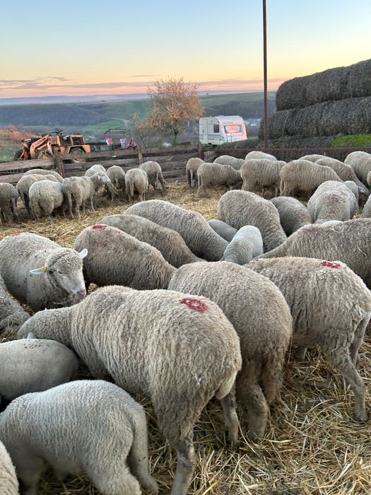 Vând oi de rasă merinos
