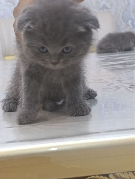 Mushukchalar sotiladi