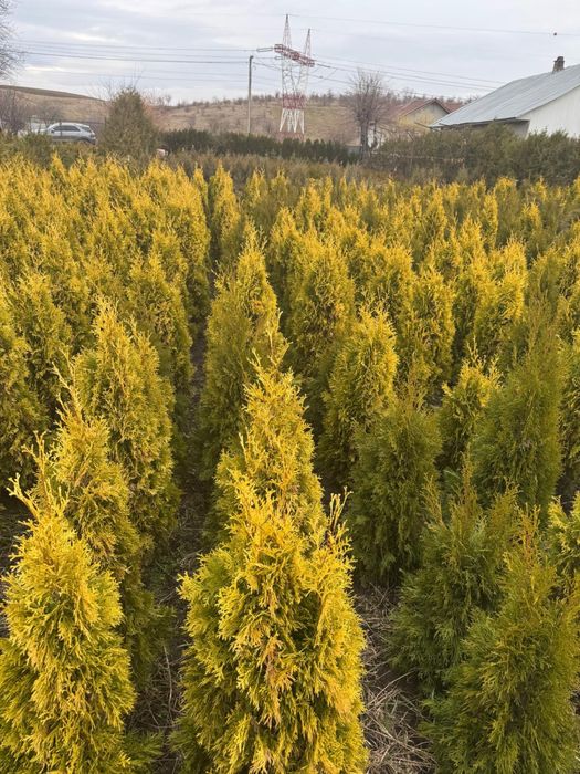 Vand tuia smarald  80 cm -180 cm engros