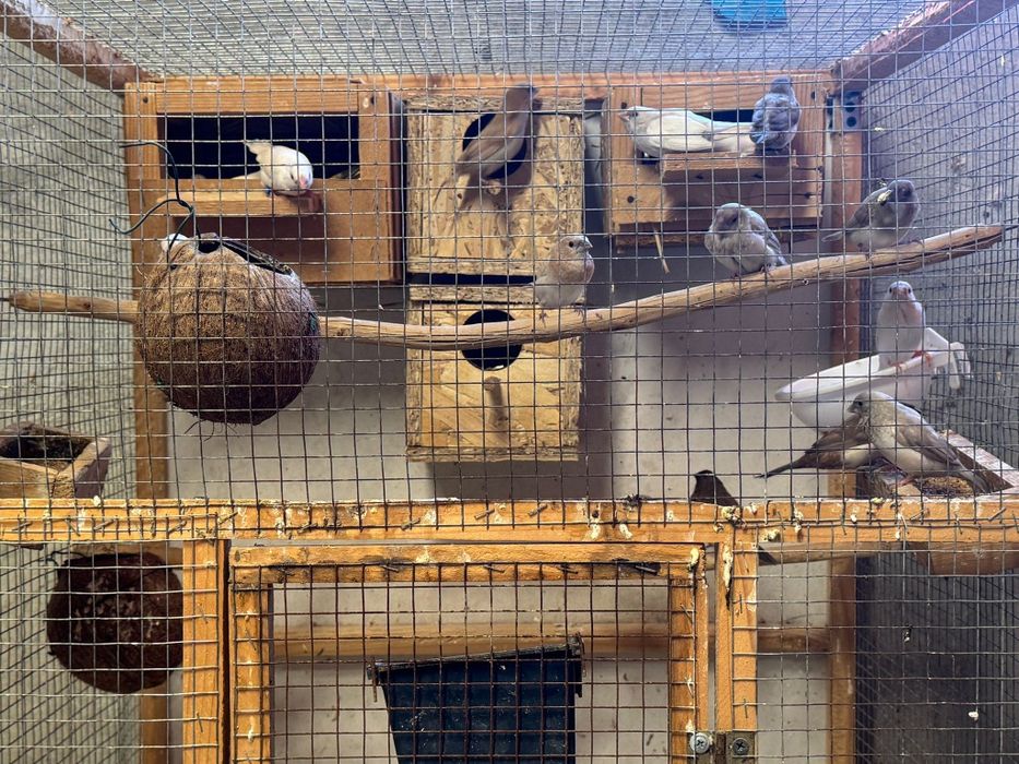 Vând diverși papagali