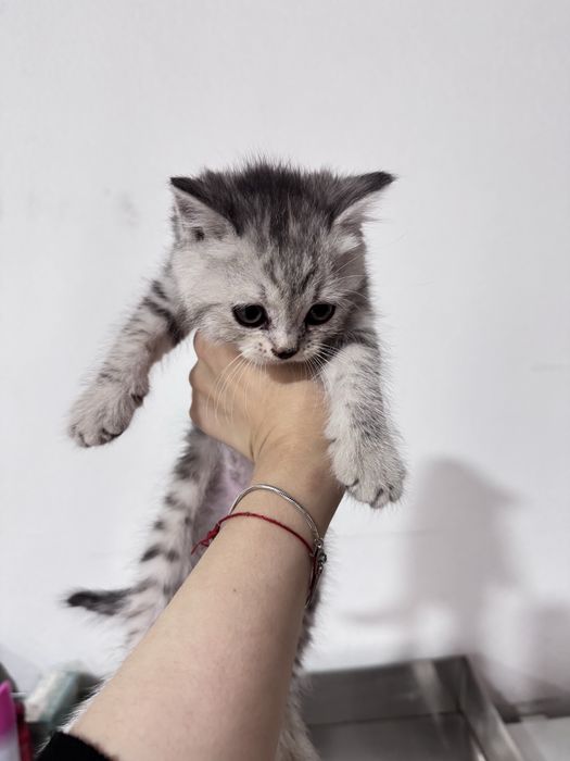 Котенок скоттиш и страйт микс