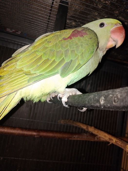 Marele Alexandru pui