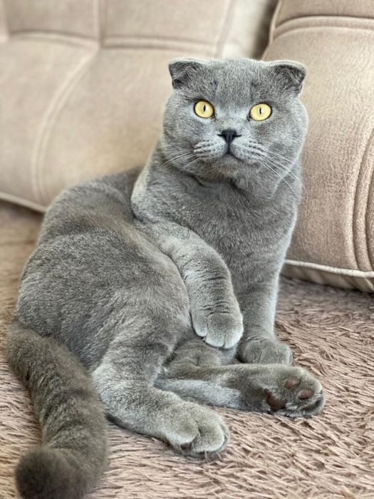 Бронь британских котят