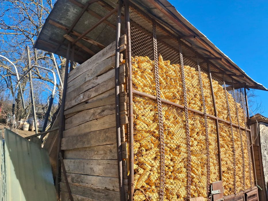 Porumb știuleți Pioneeeer