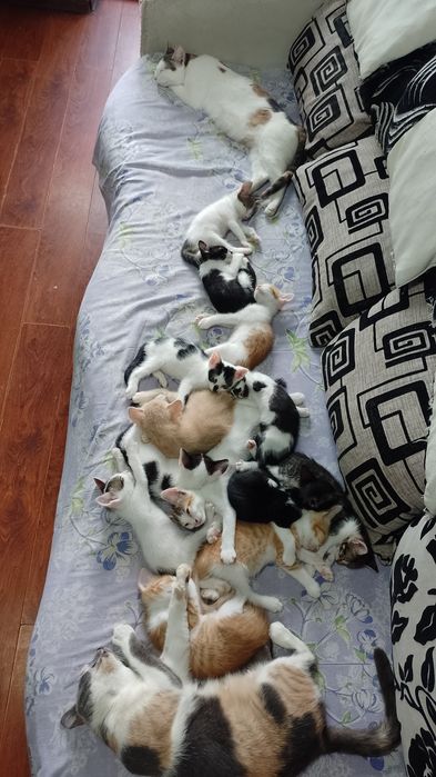 Donez Pui de pisici îngrijite și fara purici