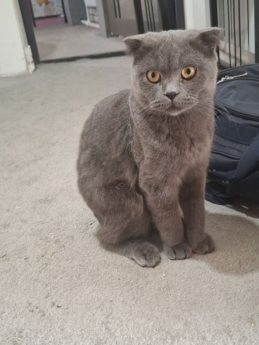 Skotish fold mushuk sotiladi