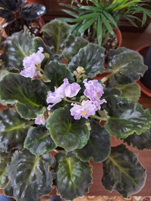 Комнатные растение