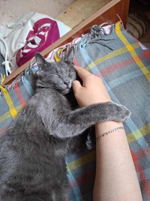 Котик ищет любящую семью