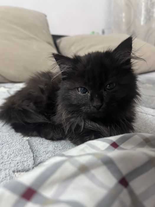 отдаем кошечку тучка