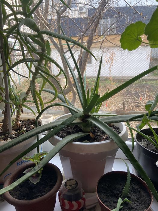 Продаю алоэ.Алое-вера