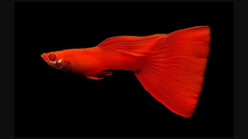 Красный Гуппи  аквариум балық сатылады