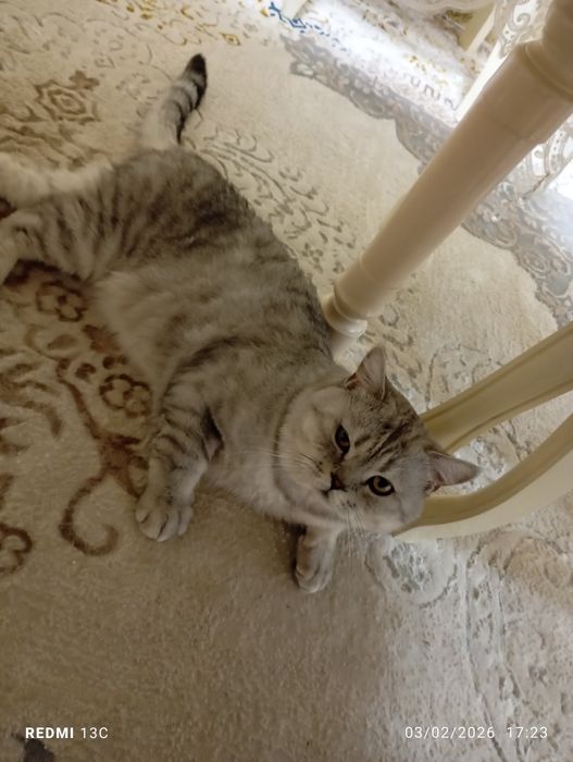 Britaniskiy shinshila sotiladi pasport bor emlangan