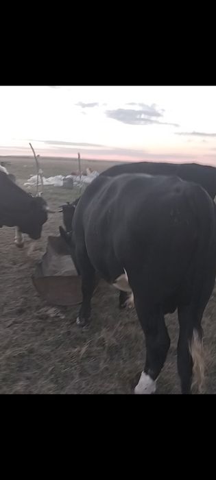Продам бычков на соғым