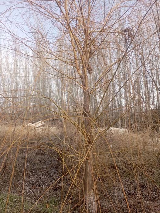 Majnuntol. Koʻchat kerek odam bosa bervrman