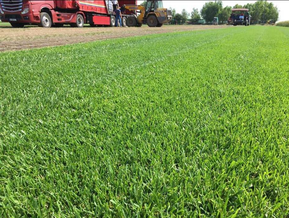 Gazon Rulou pentru Curte si Gradina - Montaj Complet