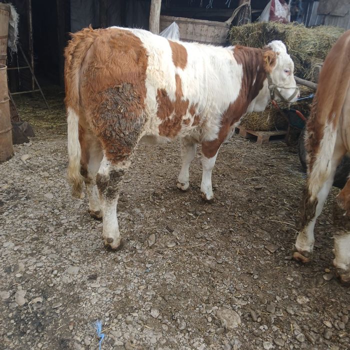 Vând 3 vitele Baltata romaneasca