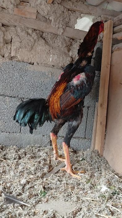 На продаже дакан петух