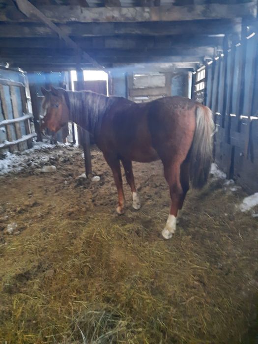 Продам жеребца,айгыр сатылады