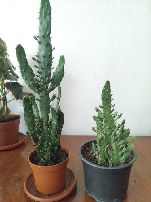 Мушкато, сакъз, сансевиера, дърво на живота, божи венец, дебела мара,