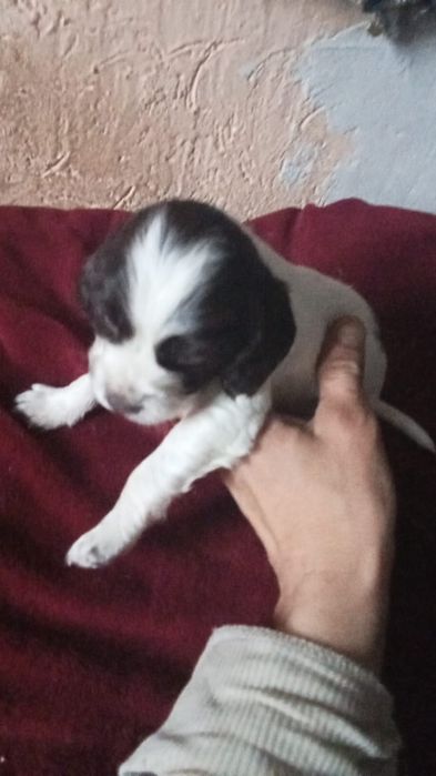 Спаниели мальчик и девочка