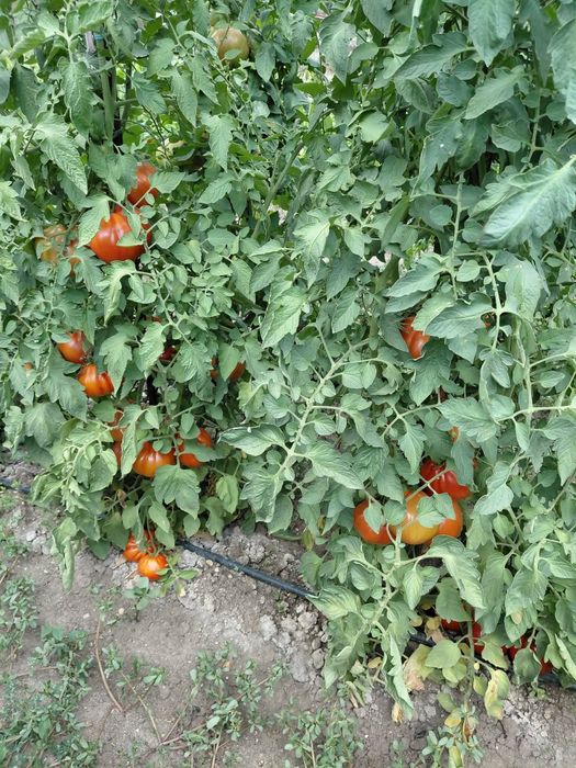 Домати от градината