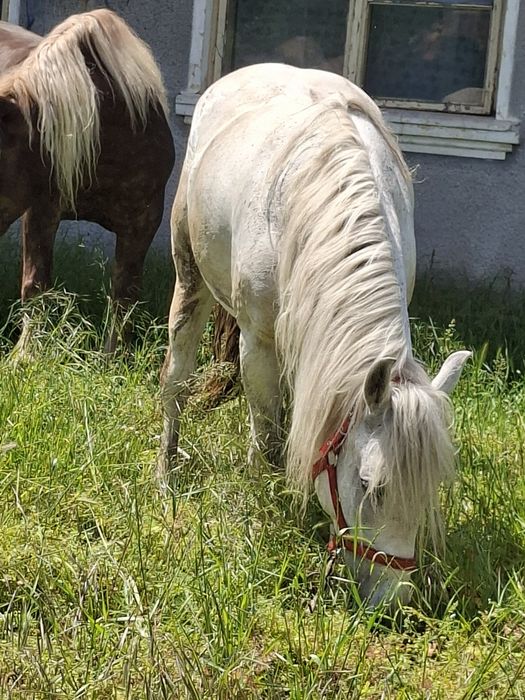Iapă lipițeancă 8 ani