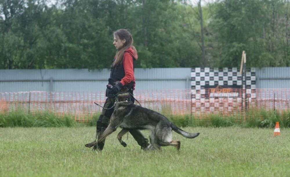 Щенки овчарки рабочие