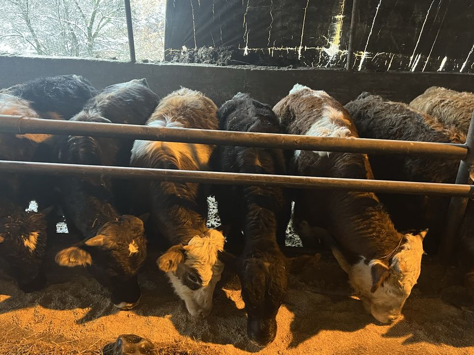 Vand lot de 23 taurasi,masculi