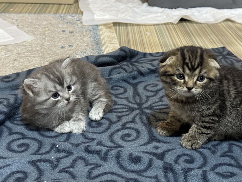 Продадим качественных котят скоттиш фолд и скоттиш страйт