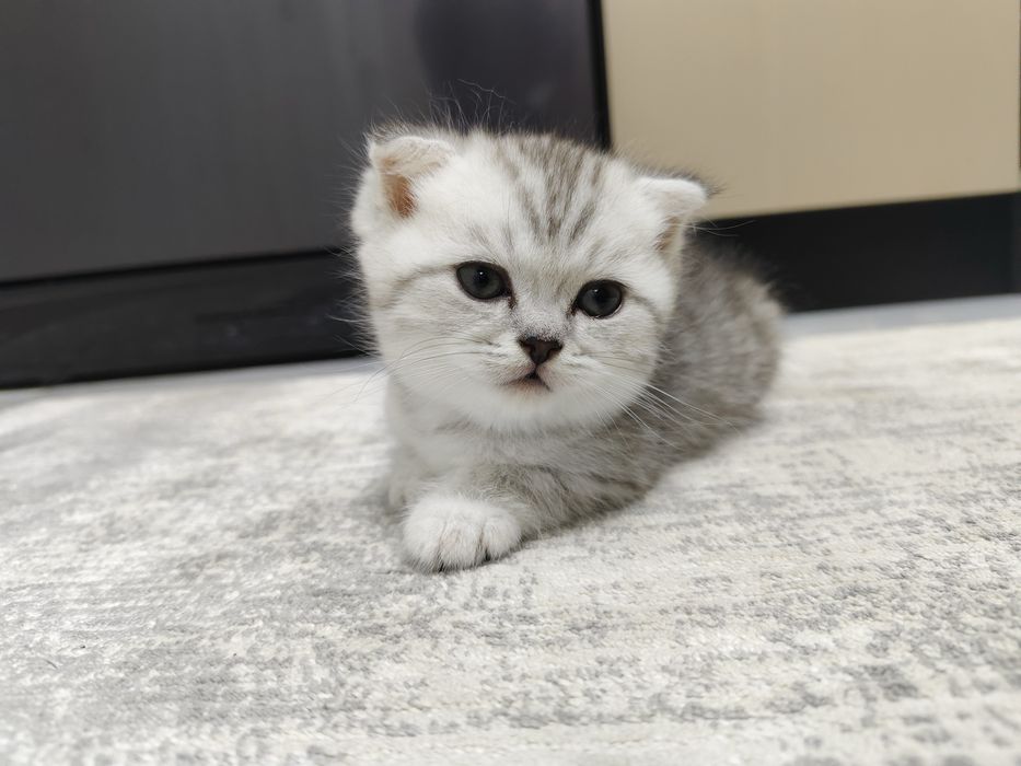 Катята скотти фолд