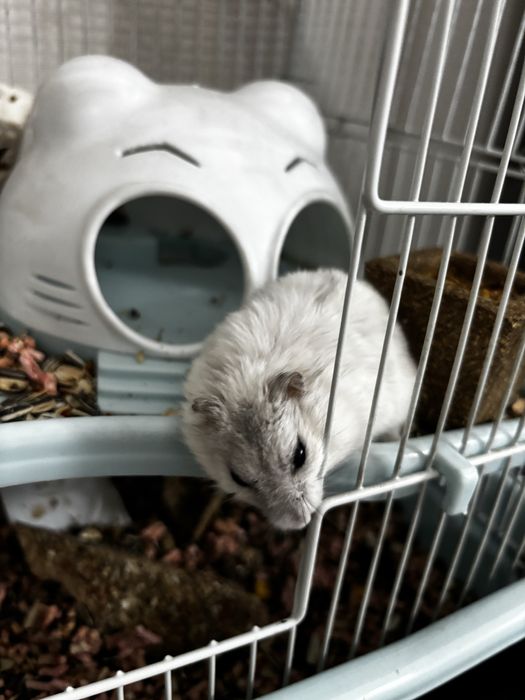 Хомяк с клеткой, шаром и бассейном