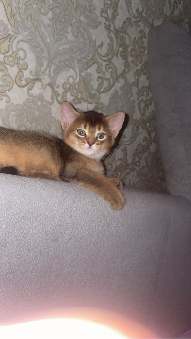 Продам абисинских котят