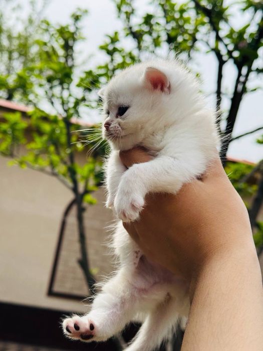 Skotish fold/straight (shinshilla/britan ) narxi Kelishiladi