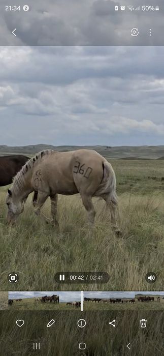 Айғыр Жабы сатылады, продается жеребец