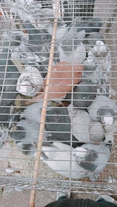 Kaptar bor boqishga soyishga