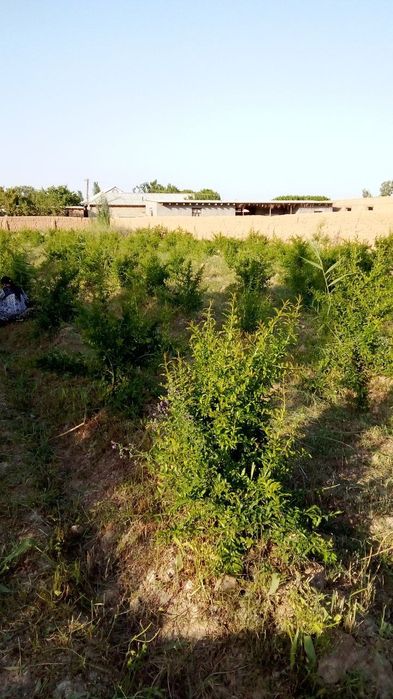 Yer Uy Sotiladi 16 sotix (Дом продаётся) Сурхондарё Шеробод