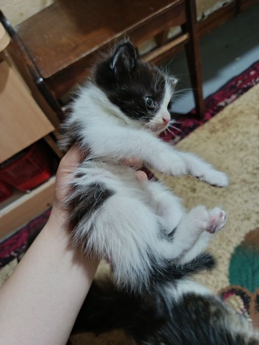 Отдам котят в хорошие руки