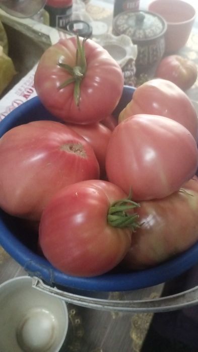 Продам домашние помидоры